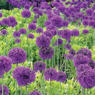 Purple Sensation Allium Thumbnail